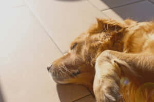 Golden Retriever Enjoying Sunshine Wallpaper