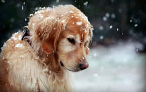 Golden Retriever In The Snow Wallpaper