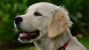 Golden Retriever Profile Portrait Wallpaper