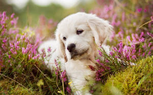 Golden Retriever Puppy And Calluna Wallpaper