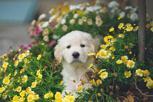 Golden Retriever Puppy Daisies Wallpaper