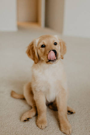 Golden Retriever Puppy Licking Face Wallpaper