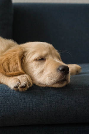 Golden Retriever Puppy On Couch Wallpaper