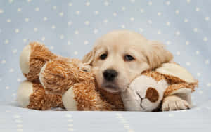 Golden Retriever Puppy With Stuffed Toy Wallpaper