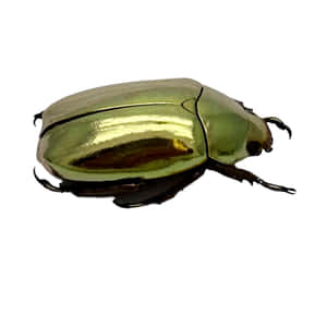 Golden Scarab Beetle Isolated Wallpaper