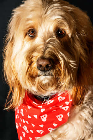 Golden Shaggy Dog Red Bandana Wallpaper