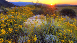 Golden Spring Sunrise Bursting Through A Grove Of Trees Wallpaper