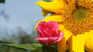 Golden Sunflower And Pink Rose Wallpaper