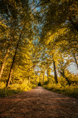 Golden Sunlight Forest Path.jpg Wallpaper