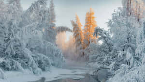 Golden Sunrise Over Snowy Forest.jpg Wallpaper