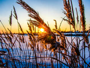 Golden Sunrise Through Reeds_4 K Wallpaper