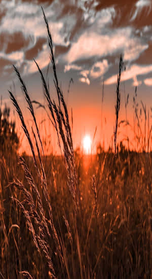 Golden Sunset Over Country Fields Wallpaper