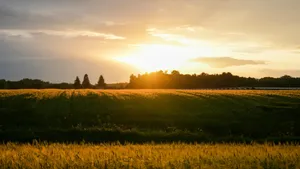 Golden Sunset Over Farmland Wallpaper