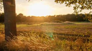 Golden Sunset Over Farmland Wallpaper