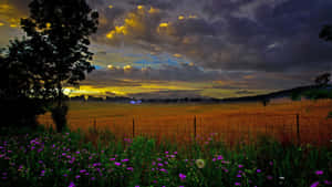 Golden Sunset Over Wildflower Field Wallpaper