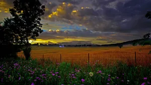 Golden Sunset Over Wildflower Field Wallpaper
