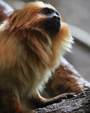 Golden Tamarin Gaze.jpg Wallpaper