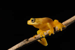 Golden Tree Frog Perchedon Branch Wallpaper