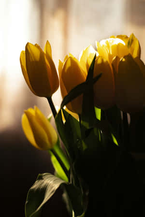 Golden_ Tulips_ Backlit_by_ Sunlight Wallpaper