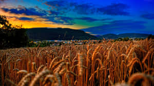 Golden Wheat Field At Sunset Wallpaper