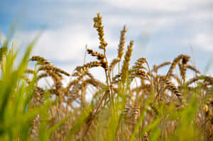 Golden Wheat Field At Sunset Wallpaper