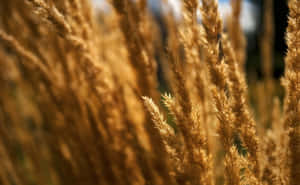 Golden Wheat Field Closeup Wallpaper