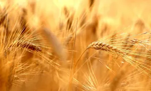 Golden Wheat Field Closeup Wallpaper