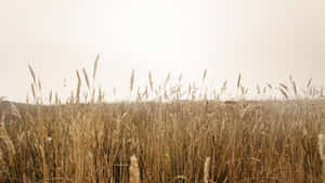 Golden Wheat Field During Harvest Wallpaper