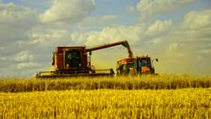 Golden Wheat Field During Harvest Season Wallpaper