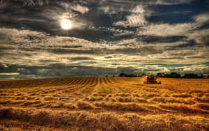 Golden Wheat Field During Harvest Time Wallpaper