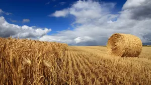 Golden Wheat Field Harvest Wallpaper