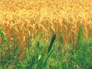 Golden Wheat Field Ready For Harvest Wallpaper