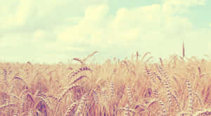 Golden Wheat Field Sky Wallpaper