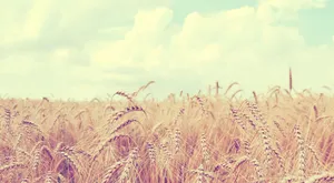 Golden Wheat Field Sky Wallpaper
