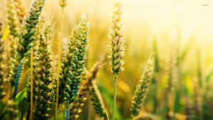 Golden Wheat Field Sunlit Wallpaper