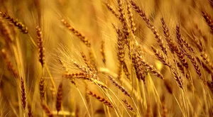 Golden Wheat Field Sunlit Wallpaper