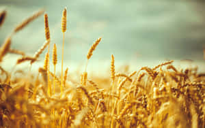 Golden Wheat Field Sunlit Wallpaper