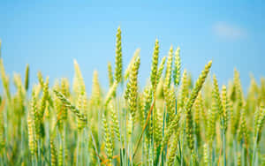 Golden Wheat Field Sunny Sky Wallpaper