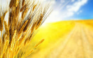 Golden Wheat Field Sunny Sky Wallpaper