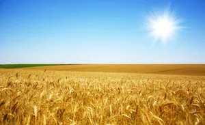 Golden Wheat Field Sunny Sky Wallpaper