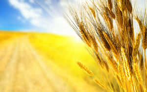 Golden Wheat Field Sunny Sky Wallpaper