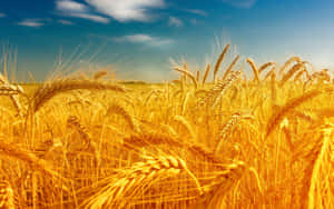 Golden Wheat Field Sunny Sky Wallpaper