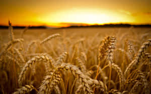 Golden Wheat Field Sunset Wallpaper