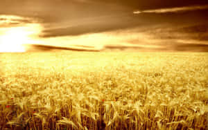 Golden Wheat Field Sunset Wallpaper