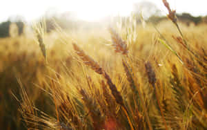 Golden Wheat Field Sunset Wallpaper