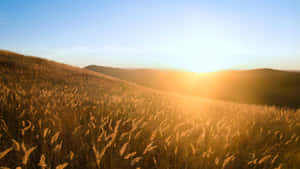 Golden Wheat Field Sunset Wallpaper