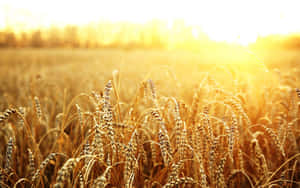 Golden Wheat Field Sunset Wallpaper