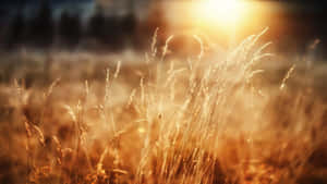 Golden Wheat Field Sunset Wallpaper