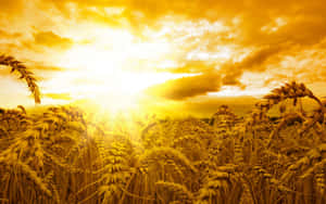 Golden Wheat Field Sunset Wallpaper