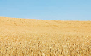 Golden Wheat Field Under Blue Sky Wallpaper